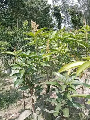All-Season Thai Katimon Mango Saplings