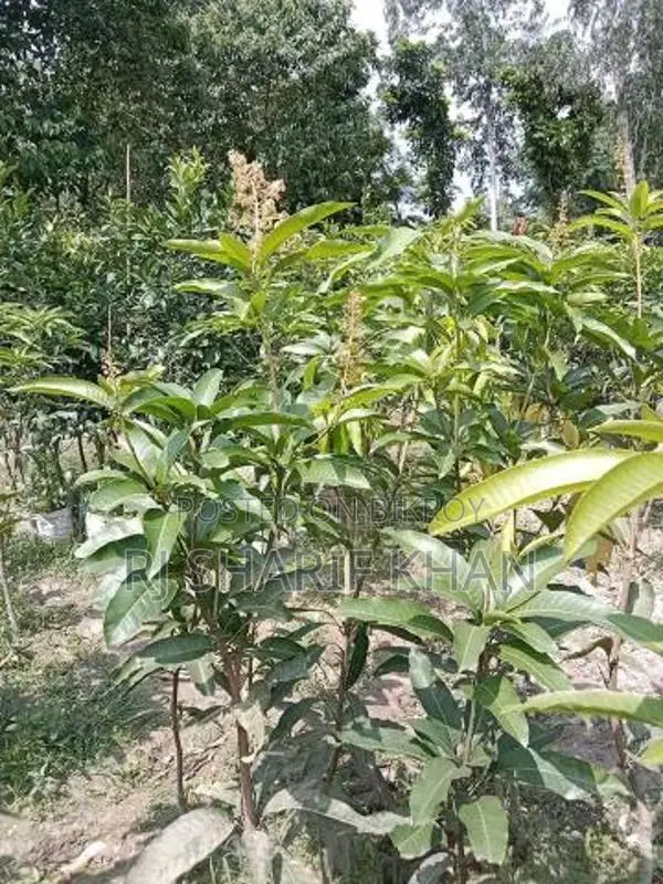 All-Season Thai Katimon Mango Saplings