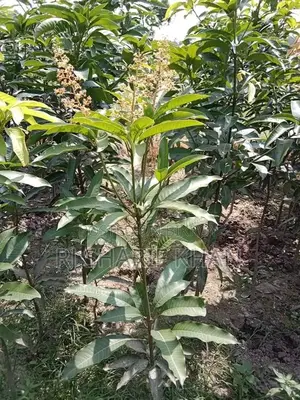 All-Season Thai Katimon Mango Saplings