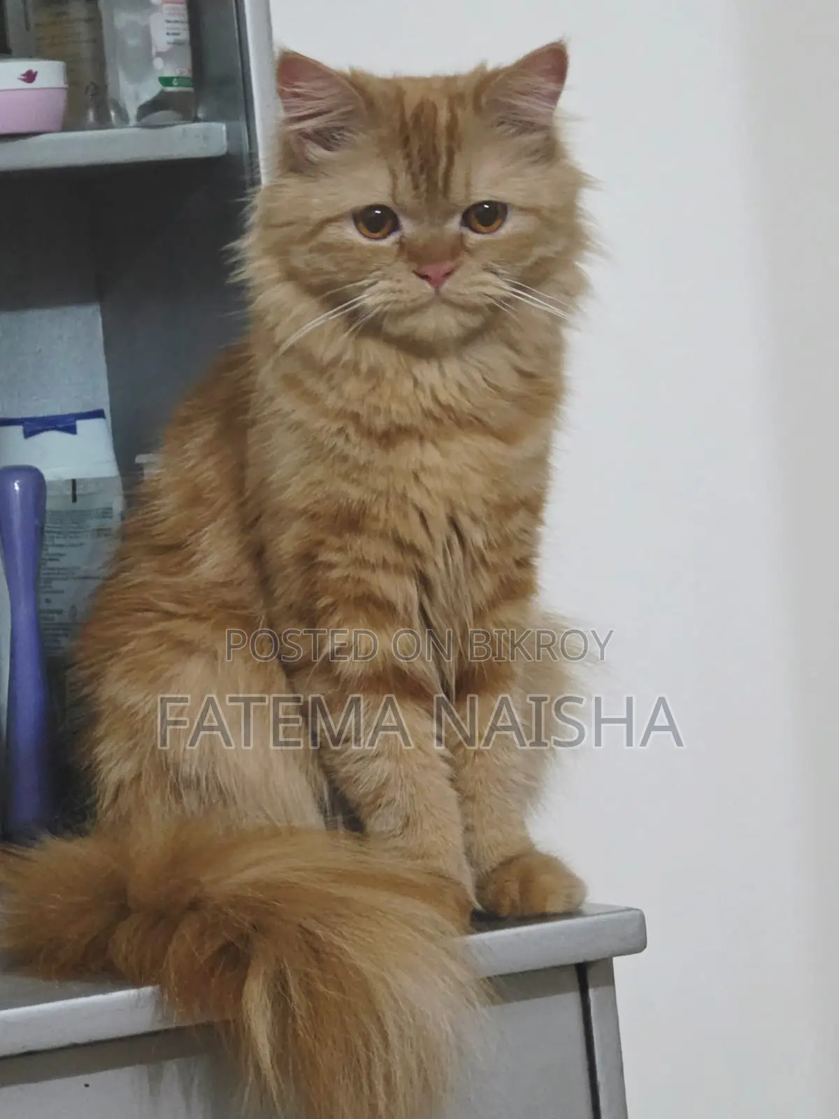 Traditional Persian Cat