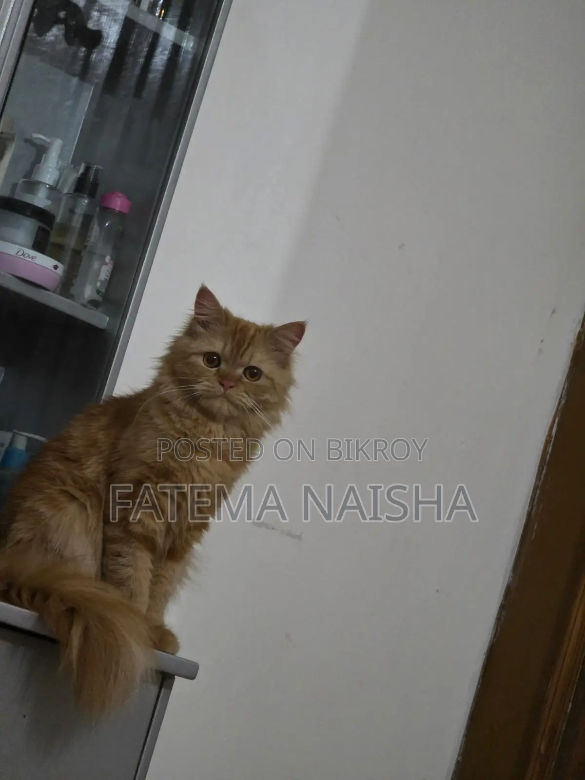 Traditional Persian Cat