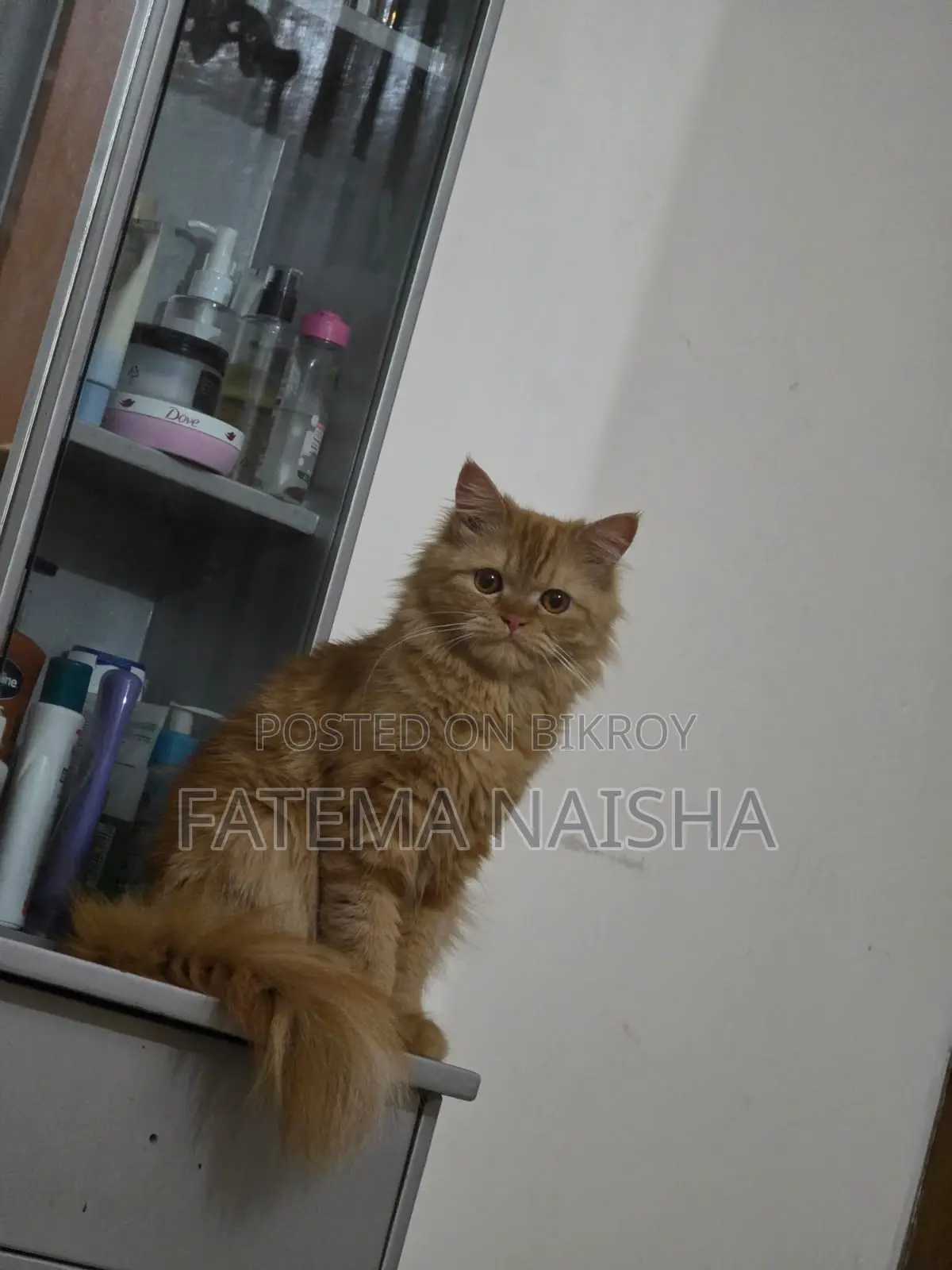 Traditional Persian Cat