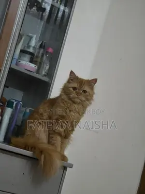 Traditional Persian Cat
