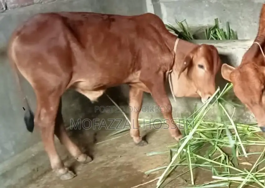 Special Opportunity: 4 High-Quality Sahiwal Cross Cattle for Sale Together