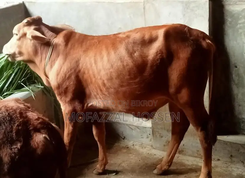 Special Opportunity: 4 High-Quality Sahiwal Cross Cattle for Sale Together