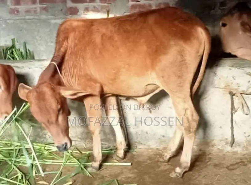 Special Opportunity: 4 High-Quality Sahiwal Cross Cattle for Sale Together