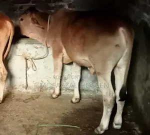 Special Opportunity: 4 High-Quality Sahiwal Cross Cattle for Sale Together