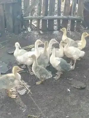 Gosling for Sale