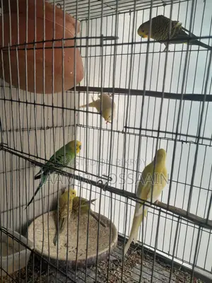 Budgerigar