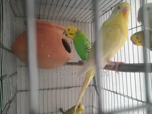 বাজরিগার