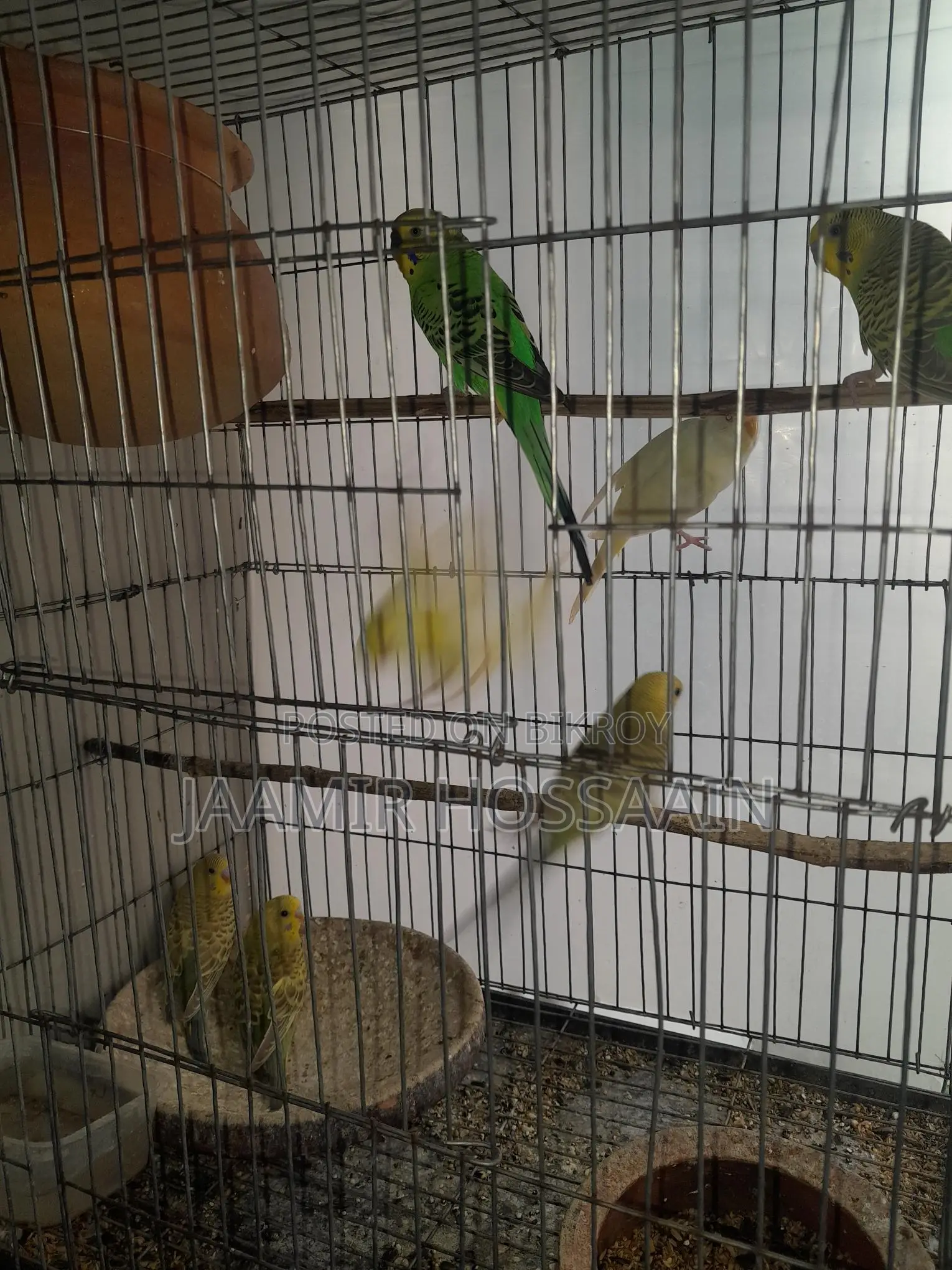 বাজরিগার