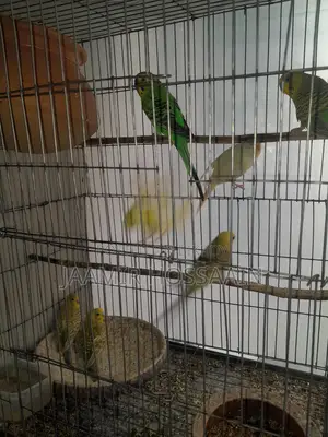 বাজরিগার