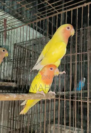 Love Birds