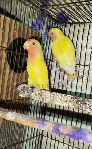 Love Birds