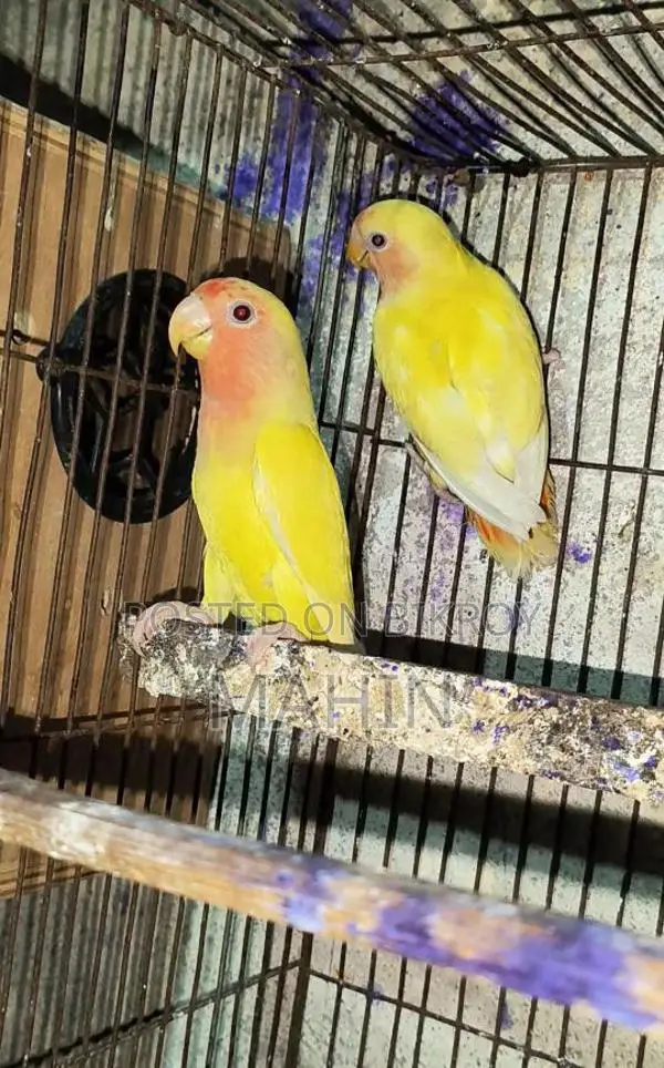 Love Birds