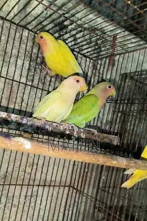 Love Birds