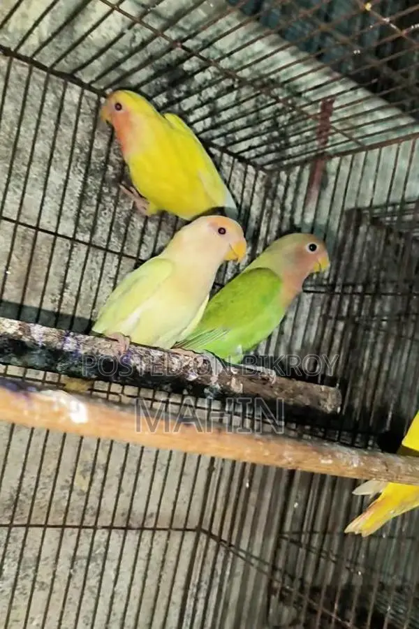 Love Birds