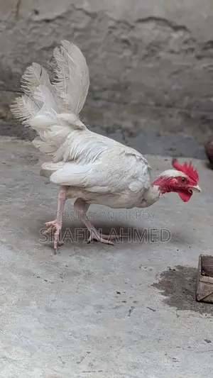 Chicken