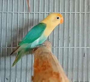 লাভ বার্ড