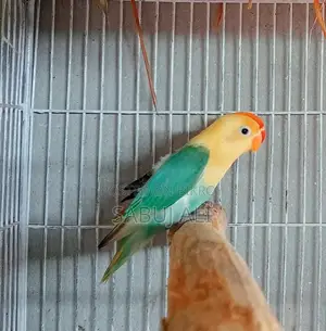 লাভ বার্ড
