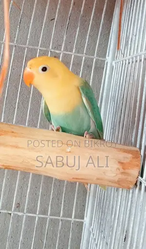 লাভ বার্ড