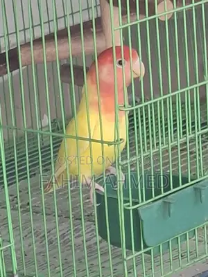 Love Bird