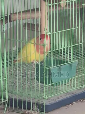 Love Bird