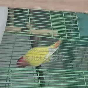 Love Bird