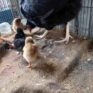 10 Tiger Chicken Chicks for Sale
