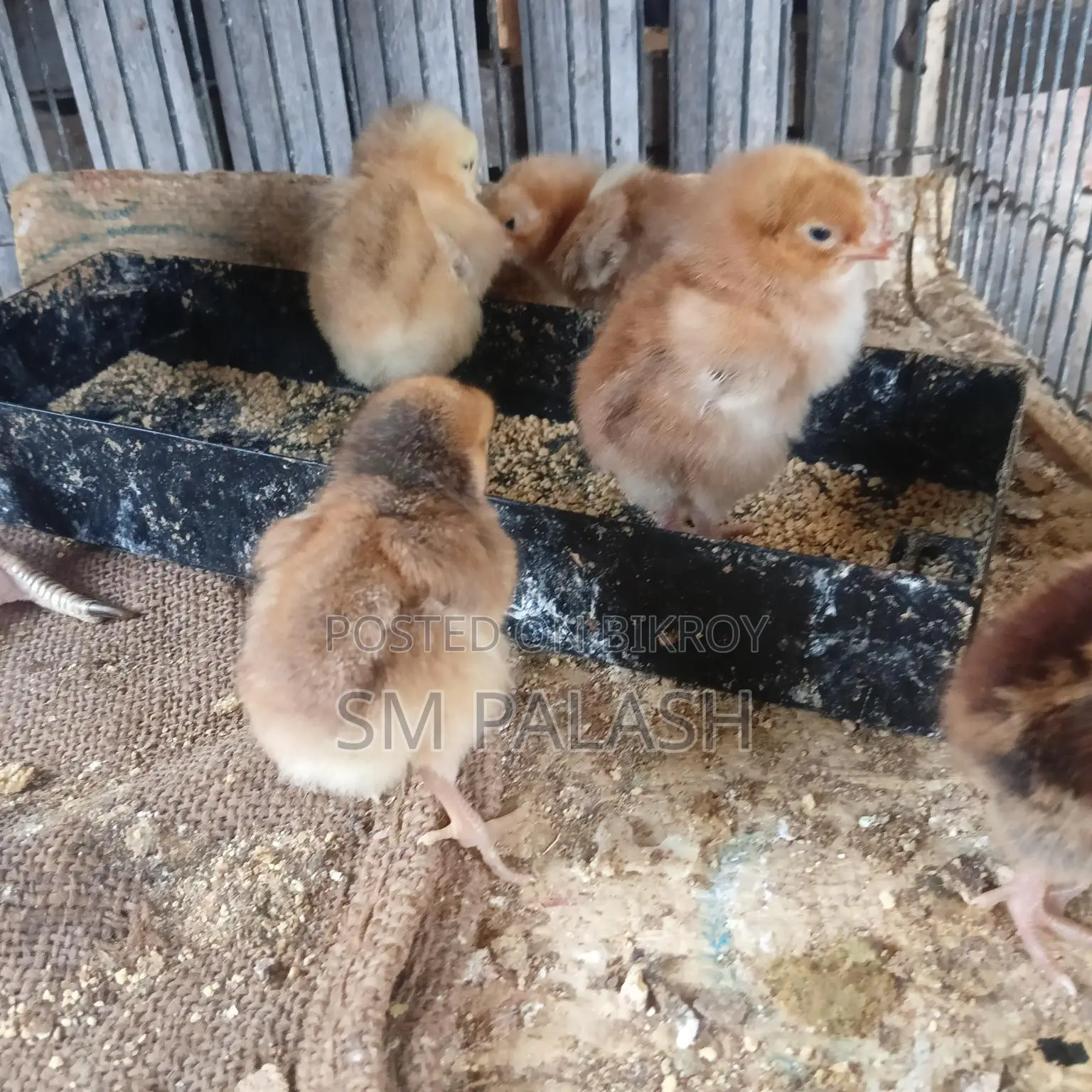 10 Tiger Chicken Chicks for Sale