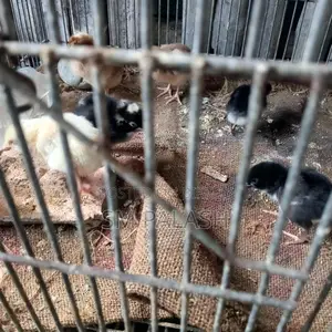 10 Tiger Chicken Chicks for Sale