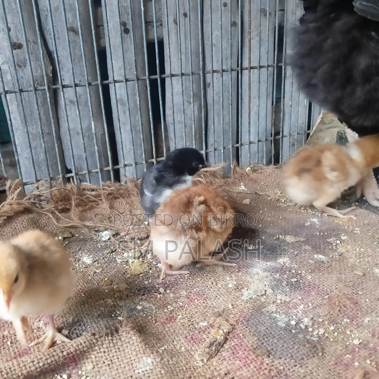 10 Tiger Chicken Chicks for Sale