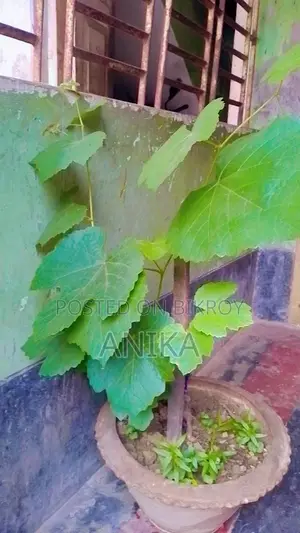 আংগুর গাছ