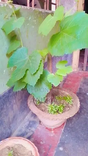 আংগুর গাছ