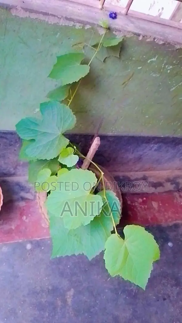 আংগুর গাছ