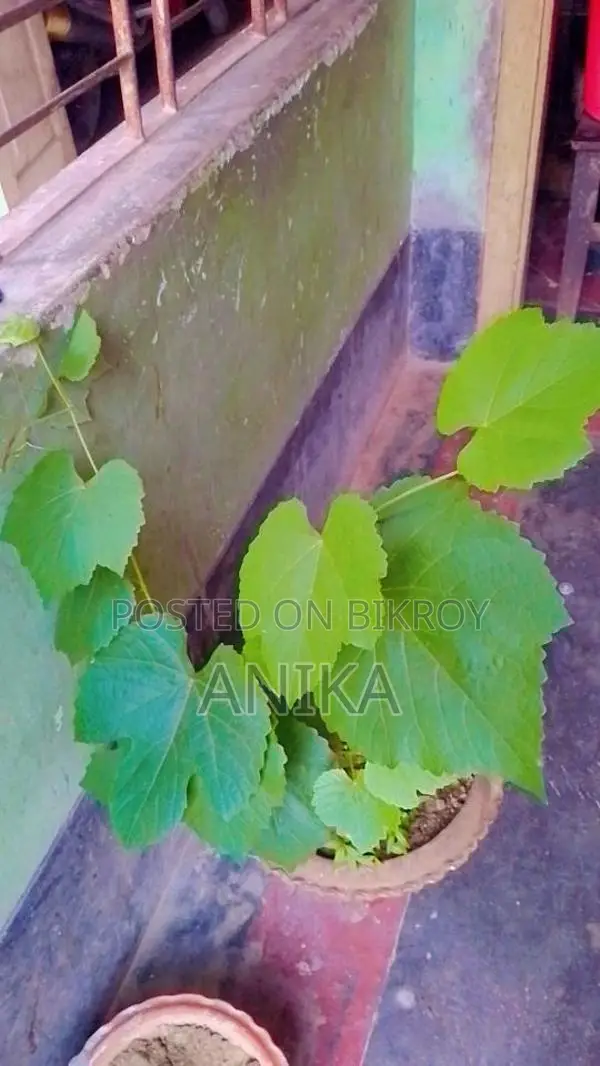 আংগুর গাছ