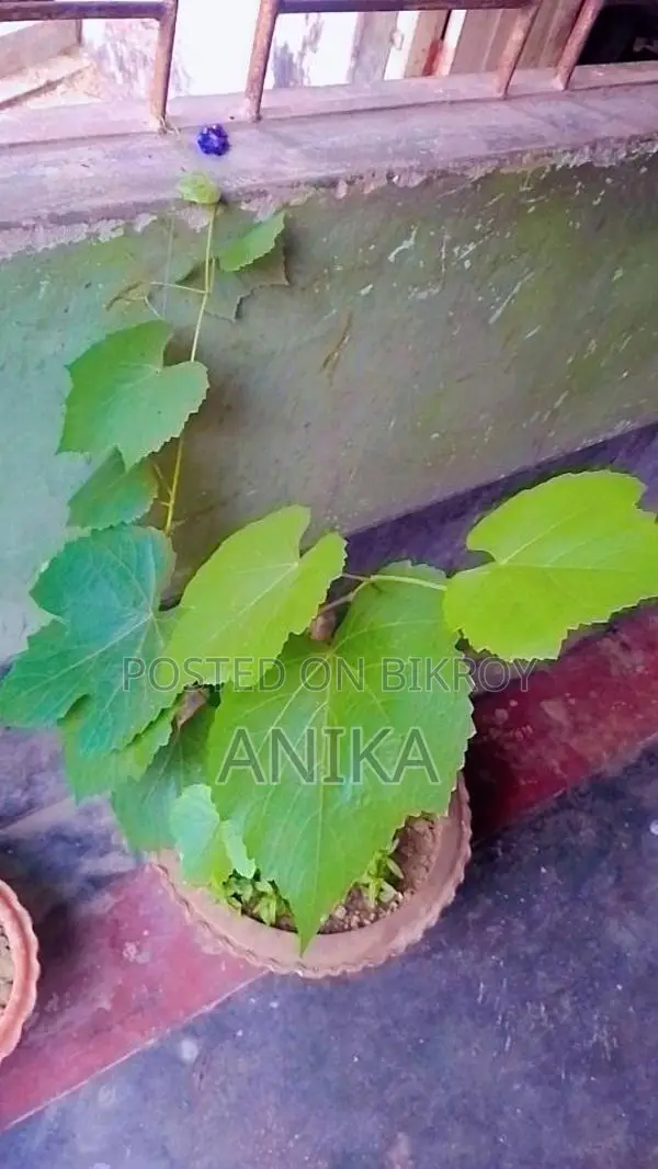 আংগুর গাছ