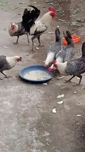 Fayoumi Chicken for Sale