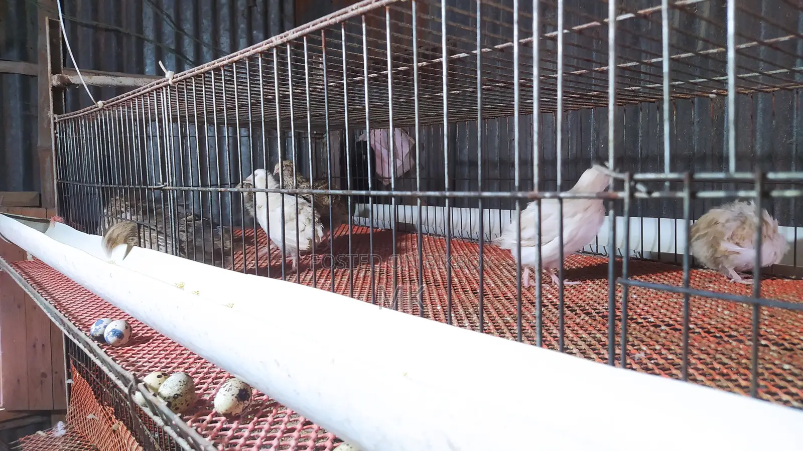 Quail and chicken cages for sale.