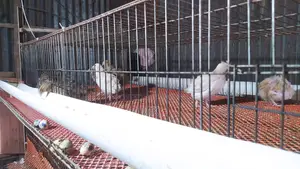 Quail and chicken cages for sale.