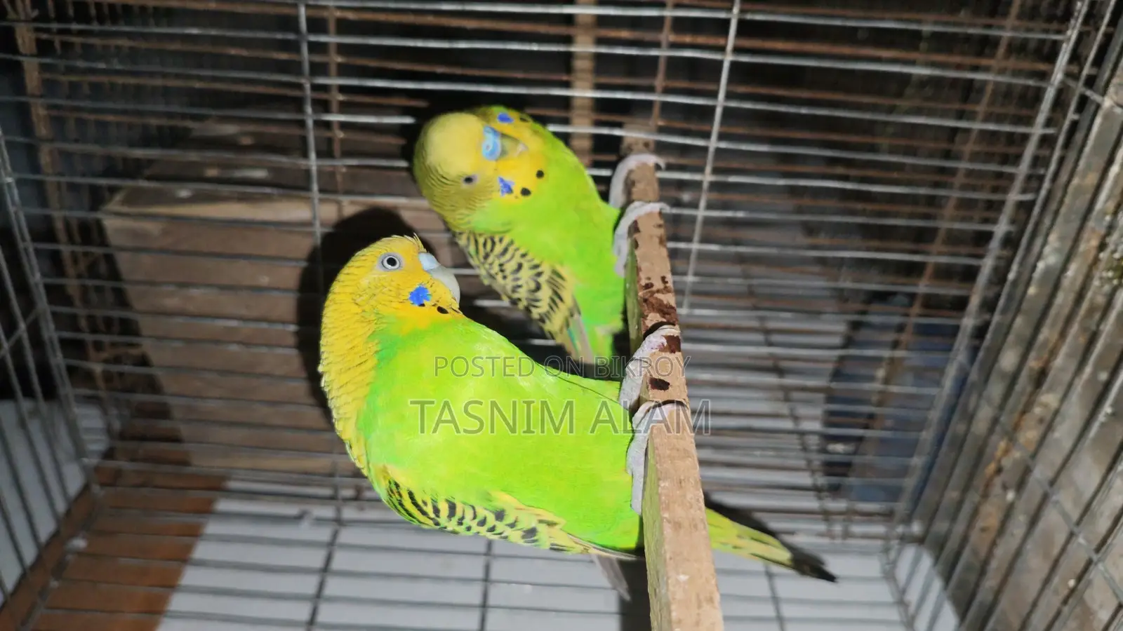 Budgerigar Bird