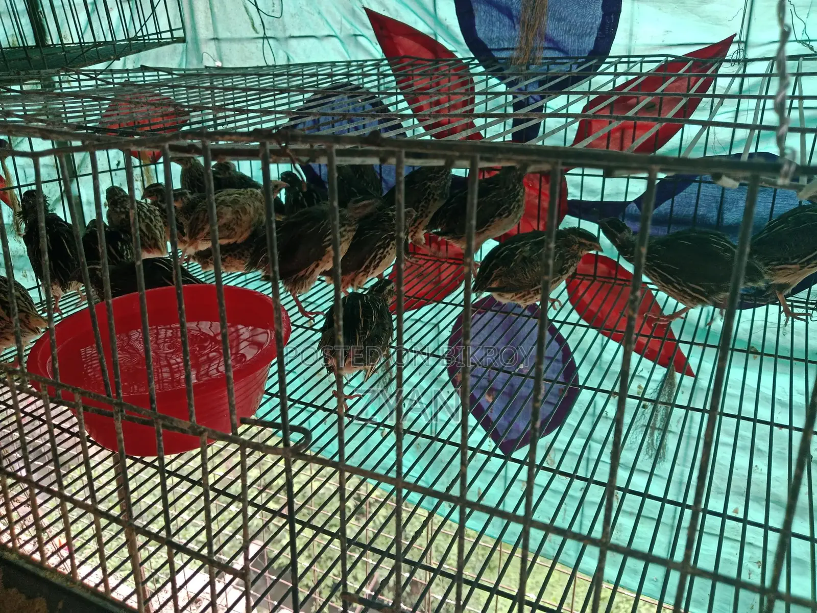 Quail Birds