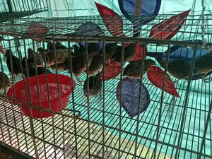 Quail Birds