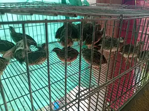 Quail Birds