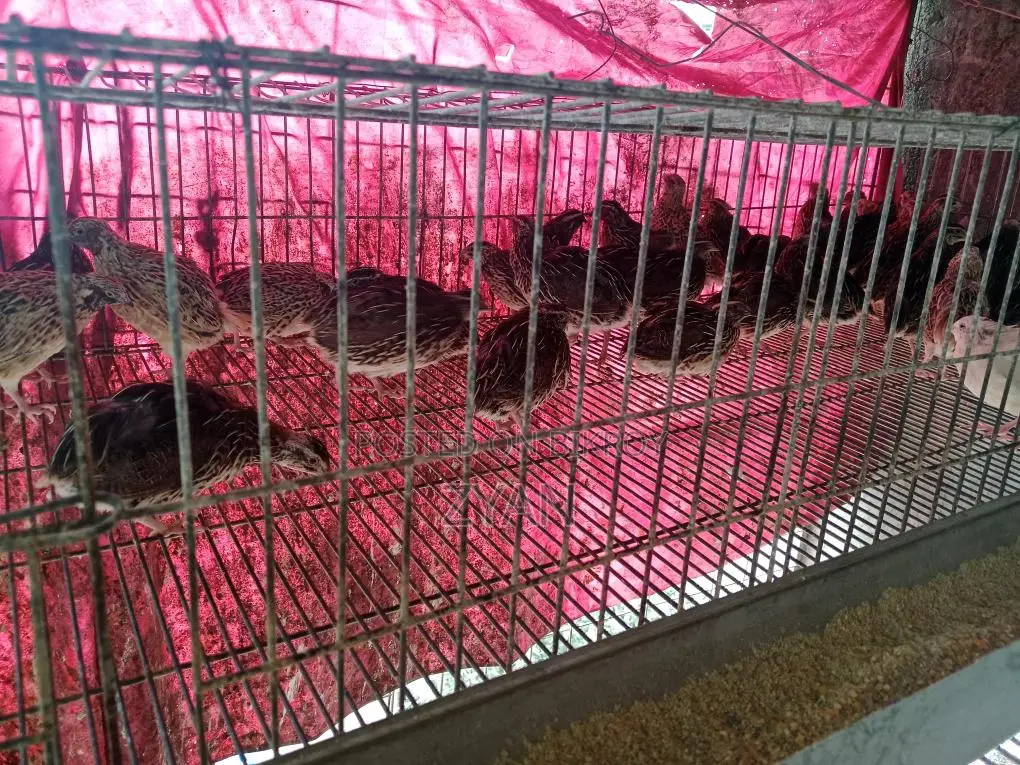 Quail Birds