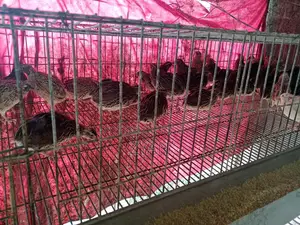 Quail Birds