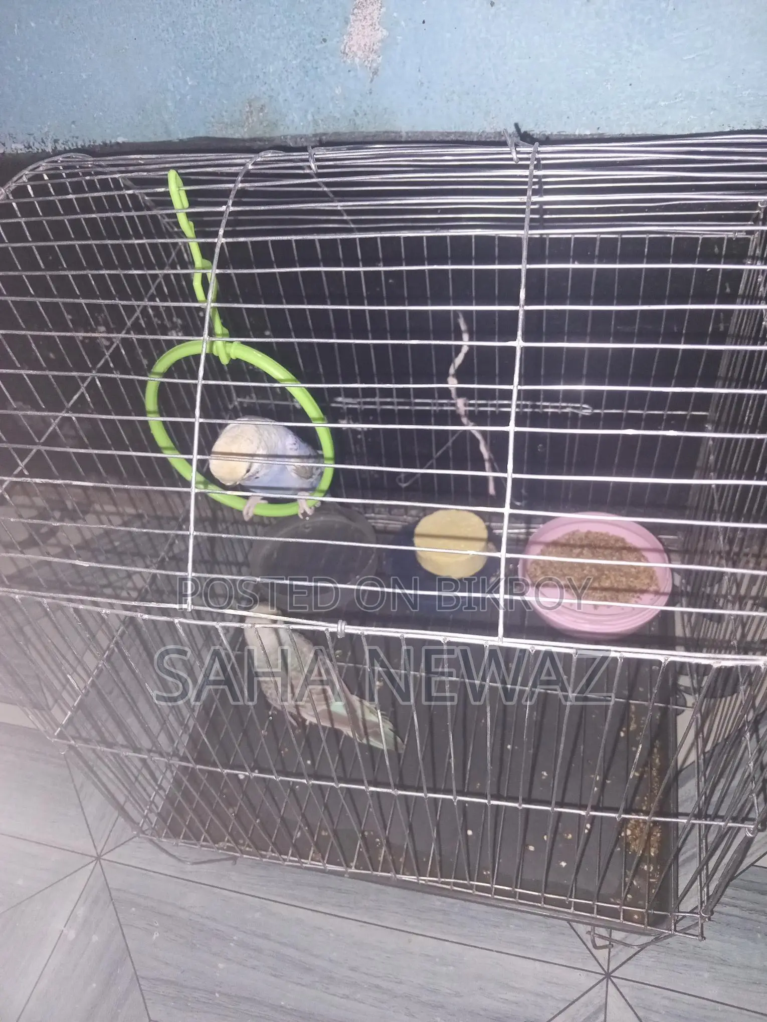Pair Budgie with Cage,1 Kg Food,breading Hari,vitamin Biscuit,dulna.