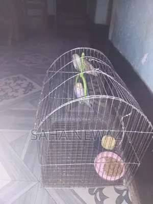 Pair Budgie with Cage,1 Kg Food,breading Hari,vitamin Biscuit,dulna.
