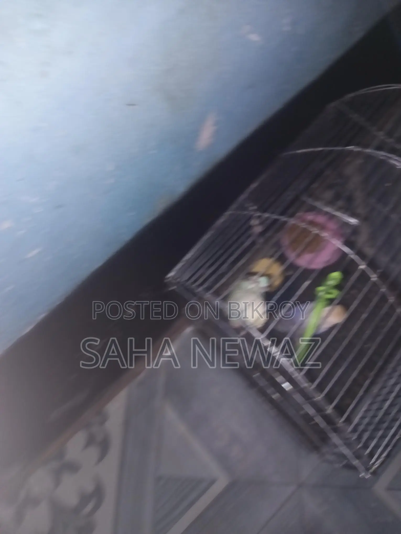 Pair Budgie with Cage,1 Kg Food,breading Hari,vitamin Biscuit,dulna.