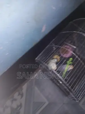Pair Budgie with Cage,1 Kg Food,breading Hari,vitamin Biscuit,dulna.